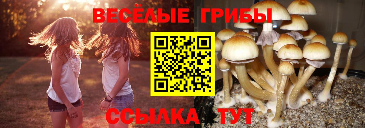 Бирск  Галлюциногенные грибы Psilocybe  закладка  Вход с VPN 